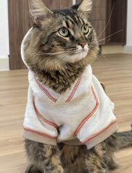 Lost Male Cat last seen Next to 183, Austin, TX 78757