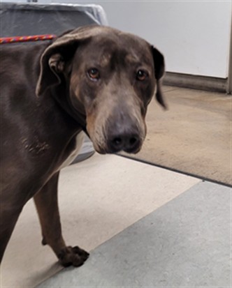 Shelter Stray Female Dog last seen , 14409 Vanowen St, Van Nuys, CA 91405, USA