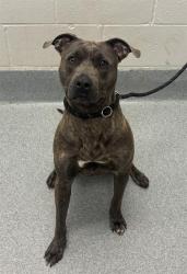 Shelter Stray Male Dog last seen Near, 2600 S Harding St, Indianapolis, IN 46221, USA