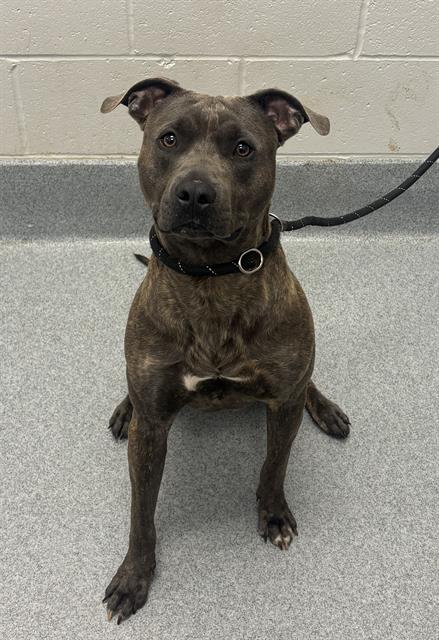 Shelter Stray Male Dog last seen Near, 2600 S Harding St, Indianapolis, IN 46221, USA
