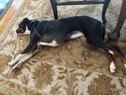 Reunited Female Dog last seen Gunston and Wellington in Park Fairfax, Alexandria, VA 22302
