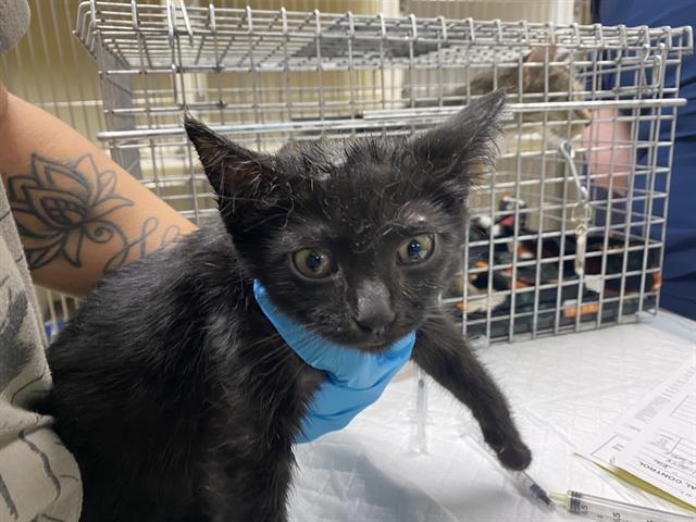 Shelter Stray Female Cat last seen Near BLOCK N 17TH ST, 3839 W Burnham St, West Milwaukee, WI 53215, USA