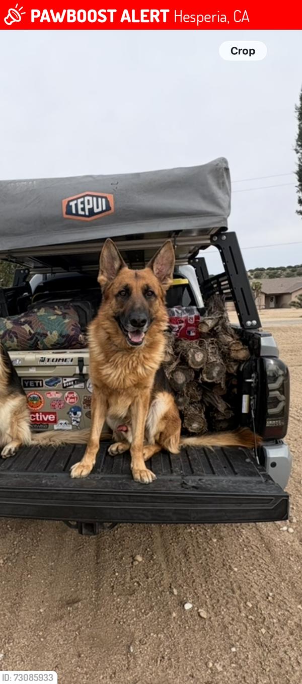 Lost Male Dog last seen Near Ranchero Rd & Summit Valley Rd, Hesperia, CA 92345