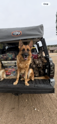 Lost Male Dog last seen Near Ranchero Rd & Summit Valley Rd, Hesperia, CA 92345