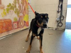 Shelter Stray Male Dog last seen Near BLOCK S SANTO ANTONIO DR APT 168, 333 Chandler Pl, San Bernardino, CA 92408, USA