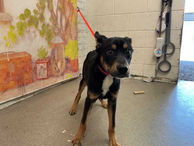Shelter Stray Male Dog last seen Near BLOCK S SANTO ANTONIO DR APT 168, 333 Chandler Pl, San Bernardino, CA 92408, USA