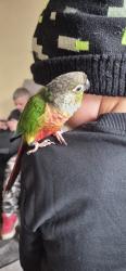Lost Unknown Bird last seen Kilnhill walk peterlee he was last seen in my mams home, County Durham, England SR8 5PJ