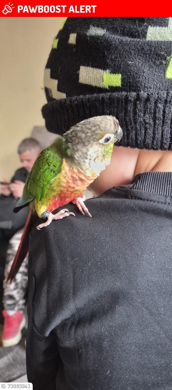 Lost Unknown Bird last seen Kilnhill walk peterlee he was last seen in my mams home, County Durham, England SR8 5PJ