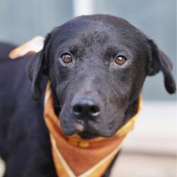 Shelter Stray Male Dog last seen Near BLOCK SW 38TH ST, 4710 TX-151, San Antonio, TX 78227, USA
