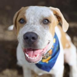 Shelter Stray Male Dog last seen Near BLOCK CHESLEY DR, 4710 TX-151, San Antonio, TX 78227, USA