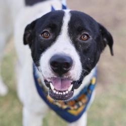 Shelter Stray Male Dog last seen Near FIVE PALMS DR, 4710 TX-151, San Antonio, TX 78227, USA