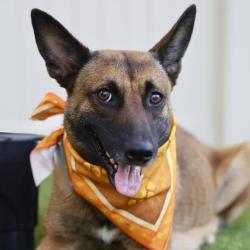 Shelter Stray Female Dog last seen Near BLOCK HEMATITE RIM, 4710 TX-151, San Antonio, TX 78227, USA