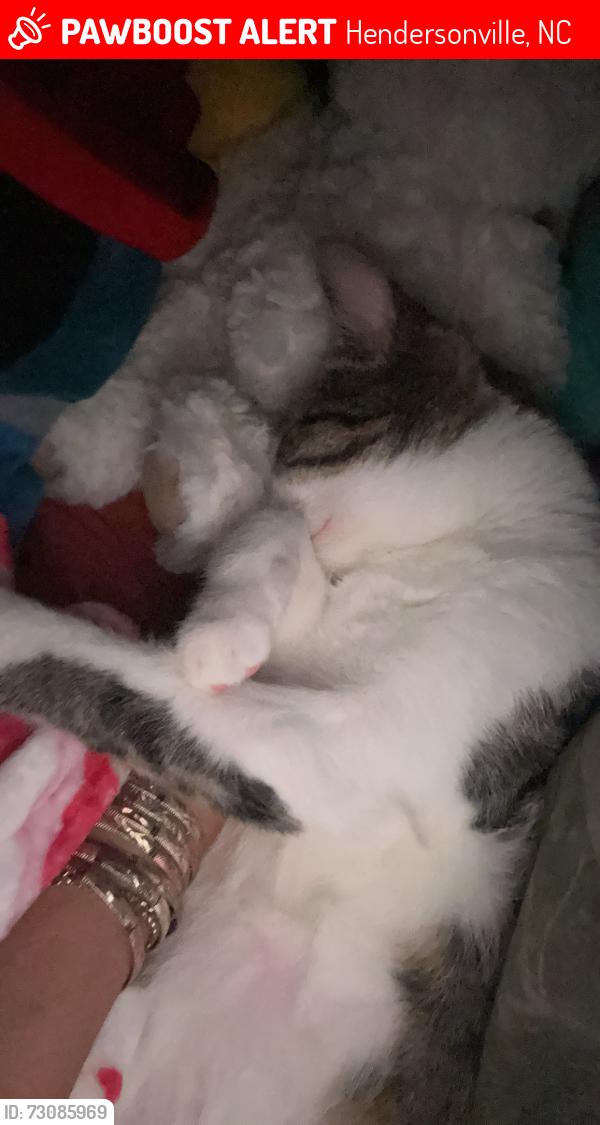 Lost Male Cat last seen Edneyville, Hendersonville, NC 28792