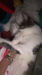 Lost Male Cat last seen Edneyville, Hendersonville, NC 28792