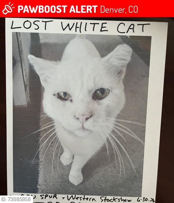 Lost Male Cat last seen Humane Colorado ( Formerly Dumb Friends League) across street along river in the wooded area to bridge at 51st, Denver, CO 80216