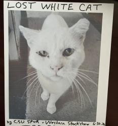 Lost Male Cat last seen Humane Colorado ( Formerly Dumb Friends League) across street along river in the wooded area to bridge at 51st, Denver, CO 80216