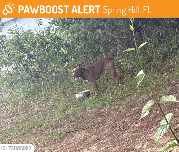 Found/Stray Male Dog last seen Tomahawk ave, Spring Hill, FL 34606