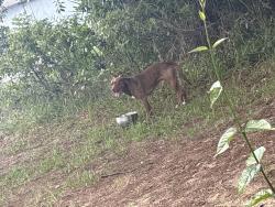 Found/Stray Male Dog last seen Tomahawk ave, Spring Hill, FL 34606