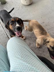Found/Stray Unknown Dog last seen Devine farm rd, Witt dr, Cantonment, FL 32533