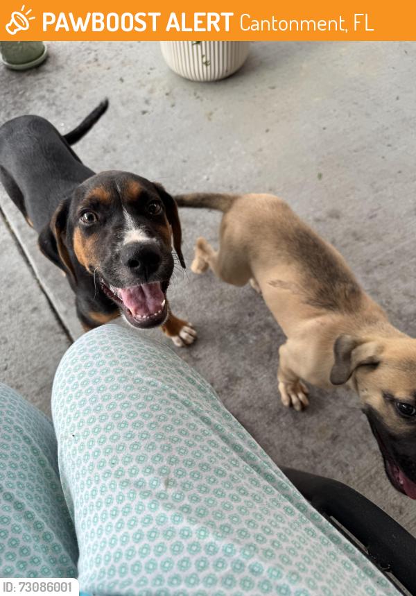 Found/Stray Unknown Dog last seen Devine farm rd, Witt dr, Cantonment, FL 32533