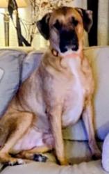 Reunited Male Dog last seen W Lakeside Ave, Cleveland, OH, USA, Cleveland, OH 44114