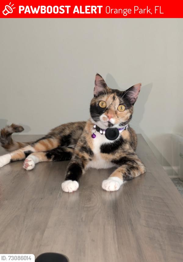 Lost Female Cat last seen Argyle elementary watermill and Spencer plantation, Orange Park, FL 32073