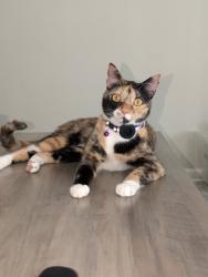 Lost Female Cat last seen Argyle elementary watermill and Spencer plantation, Orange Park, FL 32073
