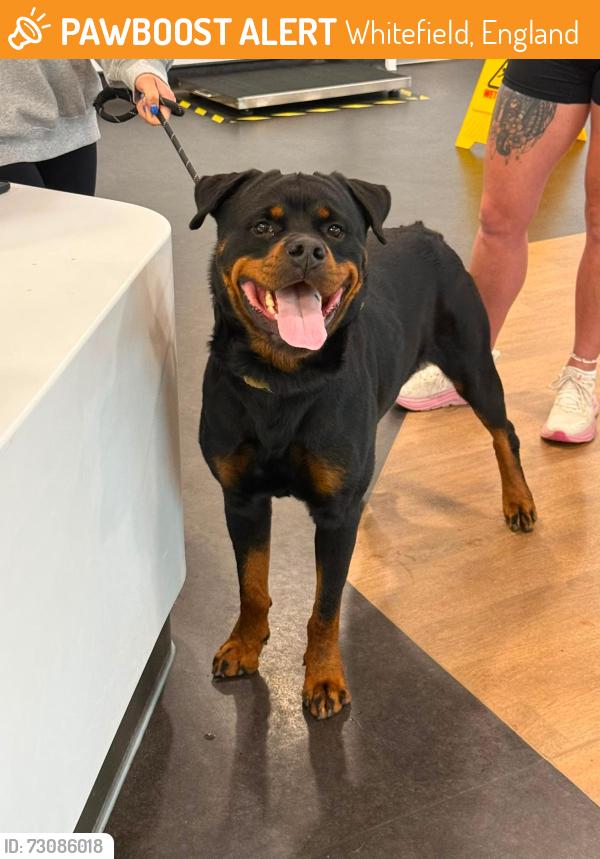 Found/Stray Male Dog last seen Bury Old Road, Whitefield, England 