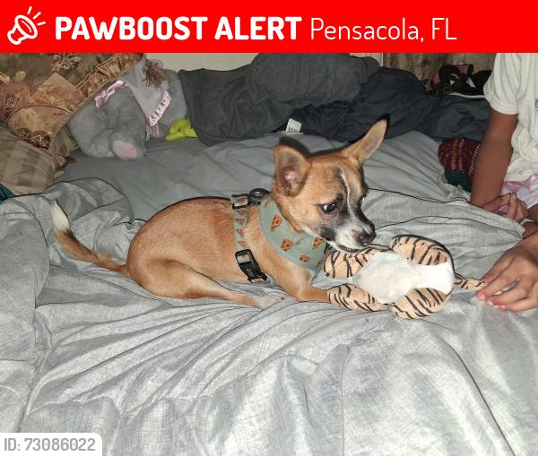 Lost Male Dog last seen Chemstrande road, Pensacola, FL 32514