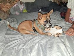 Lost Male Dog last seen Chemstrande road, Pensacola, FL 32514