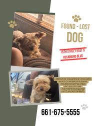 Found/Stray Unknown Dog last seen 15th street and Rosamond blvd, Rosamond, CA 93560