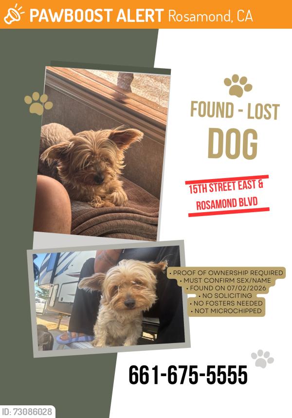 Found/Stray Unknown Dog last seen 15th street and Rosamond blvd, Rosamond, CA 93560