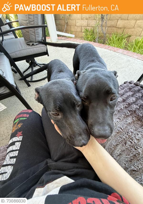 Found/Stray Male Dog last seen Rosecrans and Gilbert, Fullerton, CA 92832
