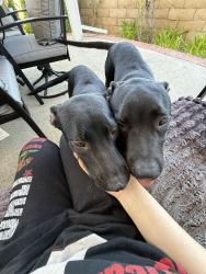 Found/Stray Male Dog last seen Rosecrans and Gilbert, Fullerton, CA 92832