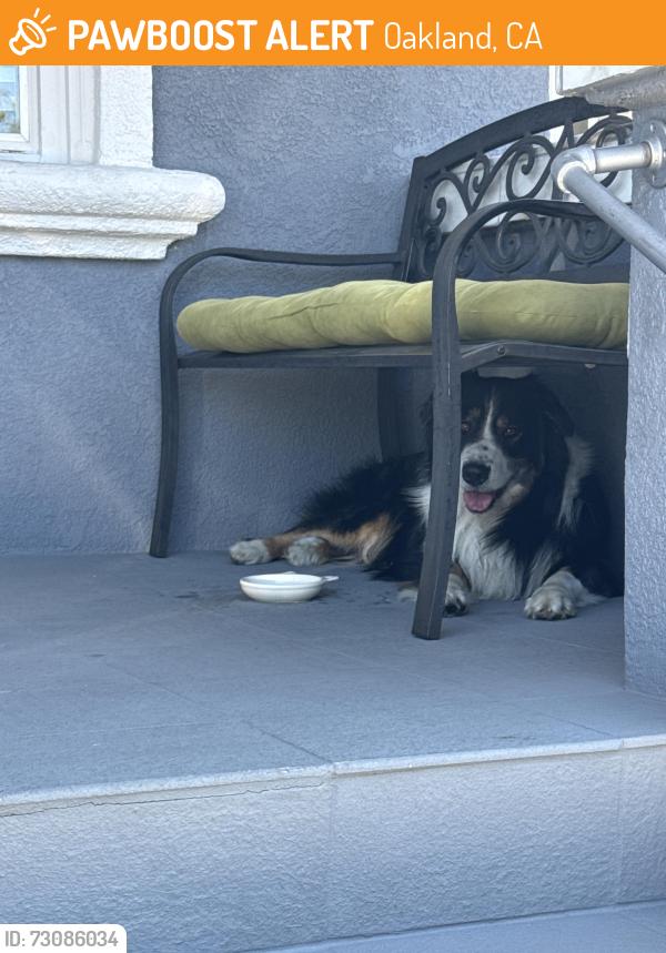 Found/Stray Unknown Dog last seen 38th avenue and ransome , Oakland, CA 94601