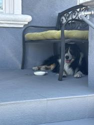Found/Stray Unknown Dog last seen 38th avenue and ransome , Oakland, CA 94601