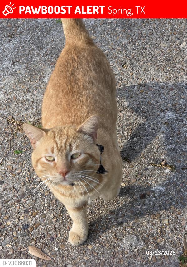 Lost Male Cat last seen Newgate Drive Spring, TX, Spring, TX 77373