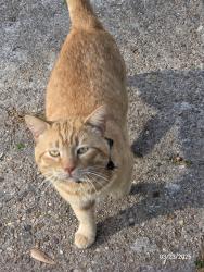 Lost Male Cat last seen Newgate Drive Spring, TX, Spring, TX 77373