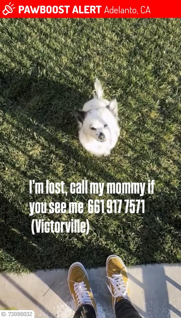 Lost Male Dog last seen Near pearmain st, Adelanto, CA 92301