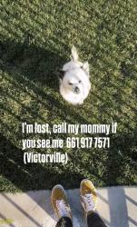 Lost Male Dog last seen Near pearmain st, Adelanto, CA 92301