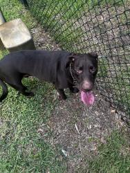 Found/Stray Female Dog last seen Near dupree dr, Land O' Lakes, FL 34639
