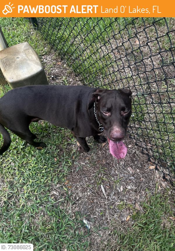 Found/Stray Female Dog last seen Near dupree dr, Land O' Lakes, FL 34639