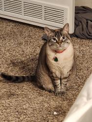 Reunited Female Cat last seen NW Trails, Creston Green and Creston Gate toward the back of community, San Antonio, TX 78254
