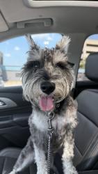 Found/Stray Male Dog last seen West Pine and Taylor, St. Louis, MO 63108