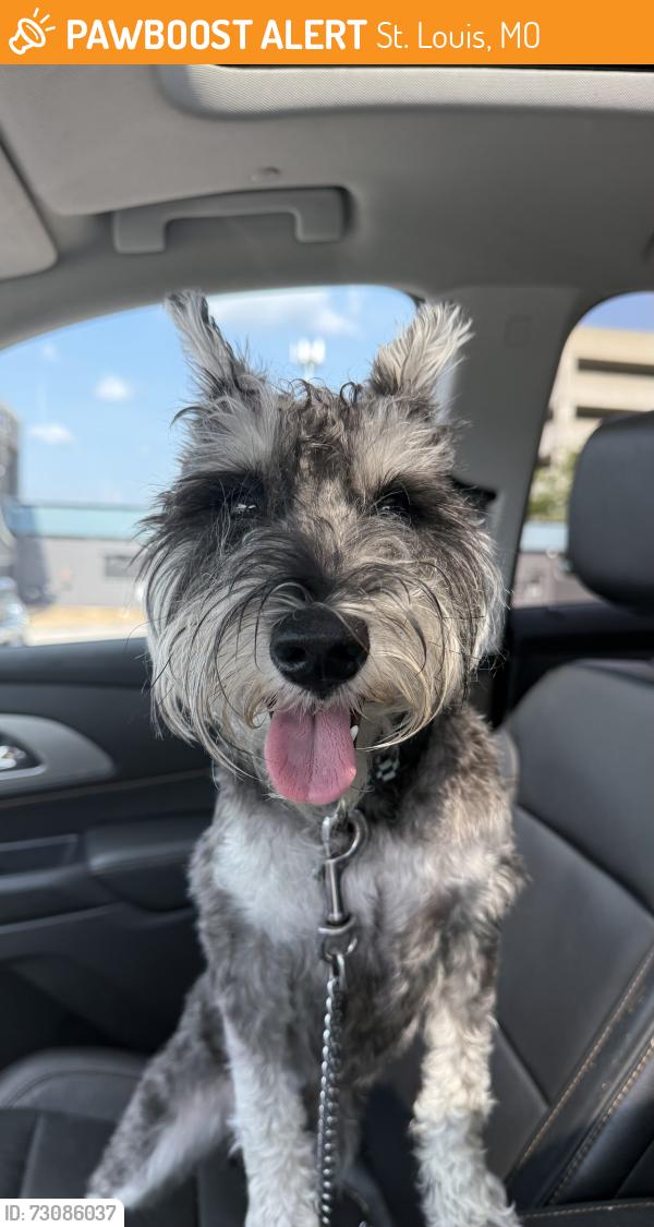 Found/Stray Male Dog last seen West Pine and Taylor, St. Louis, MO 63108