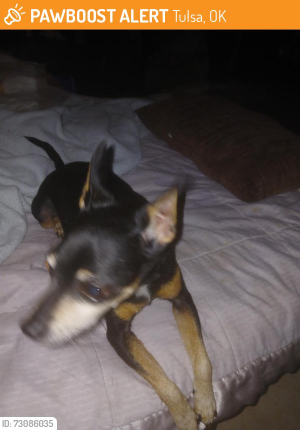 Found/Stray Male Dog last seen East 34th Street and S 151st East Ave., Tulsa, OK 74134