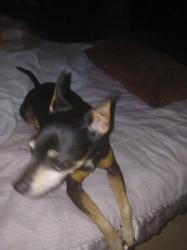 Found/Stray Male Dog last seen East 34th Street and S 151st East Ave., Tulsa, OK 74134