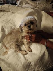 Found/Stray Unknown Dog last seen Grant and I-10, Tucson, AZ 85745