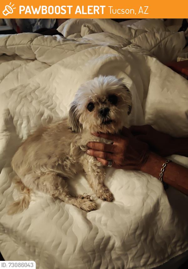 Found/Stray Unknown Dog last seen Grant and I-10, Tucson, AZ 85745