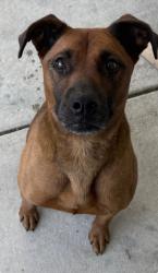 Found/Stray Male Dog last seen RocksFish/ Camden rd neighborhood, Rockfish, NC 28306